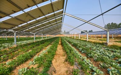 Agrivoltaikus energiatermelés: napenergia az agráriumban